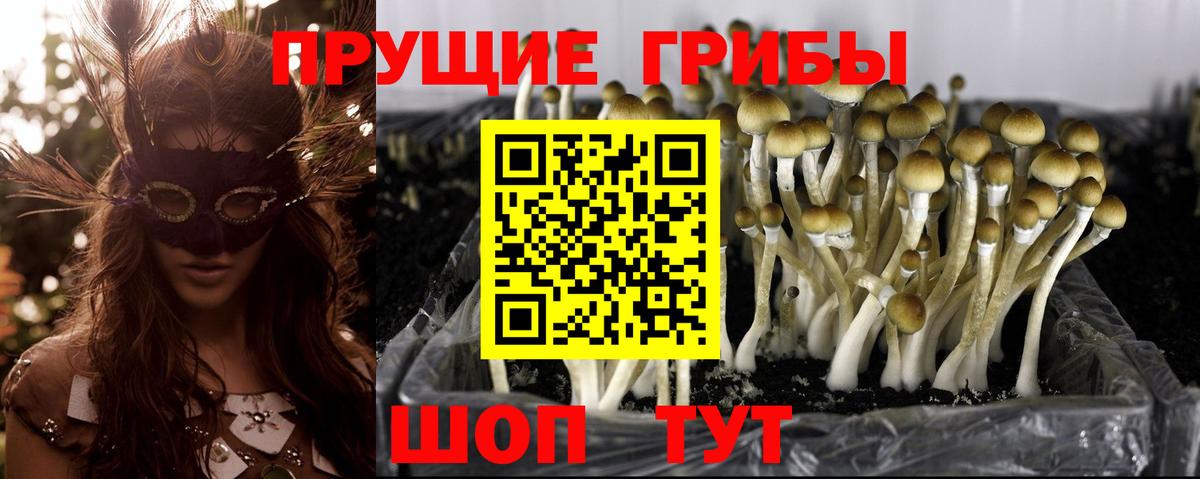 Братск  Галлюциногенные грибы Magic Shrooms  Вход с VPN  Галлюциногенные грибы прущие грибы 